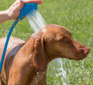 InnovaGoods Haustierbrste mit Wasserschlauch